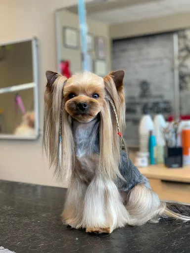 "Haiki Blanche" - Babel groomer shop